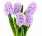 Hyacinth