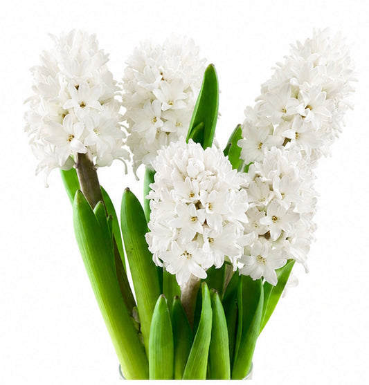 Hyacinth