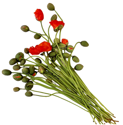 Poppies