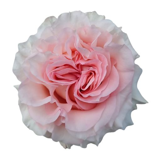 Rose Bundle - Powder Puff
