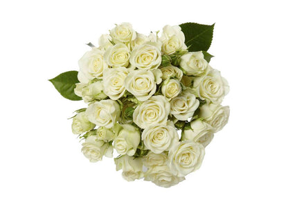 Spray Roses