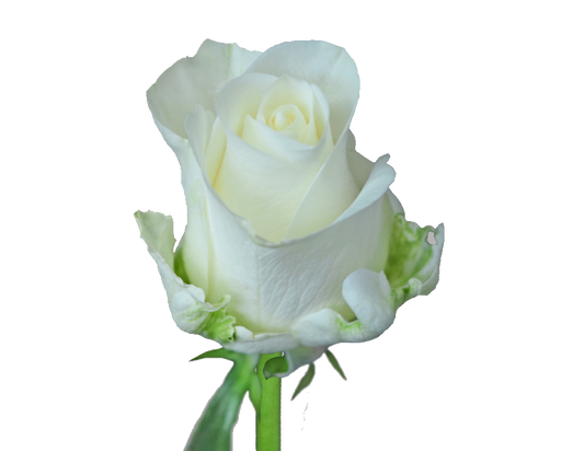 Rose Bundle - Tibet