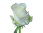 Rose Bundle - Tibet